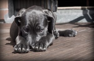 犬の分離不安に対する行動の対策は？