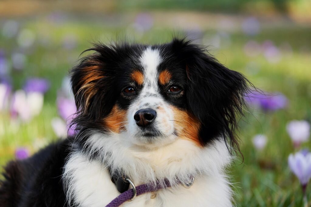 犬の医療費を月々どう貯金すればいい？
