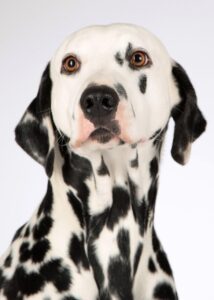 犬の口内炎の症状はどのようなものですか？