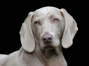 犬の呼び戻し練習方法で効果的なテクニックは？