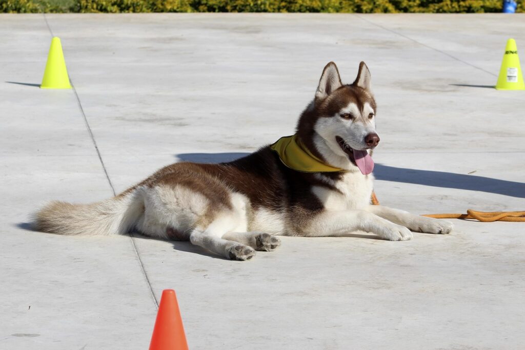 犬の服従訓練方法で効果的なステップは？