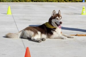 犬の服従訓練方法で効果的なステップは？