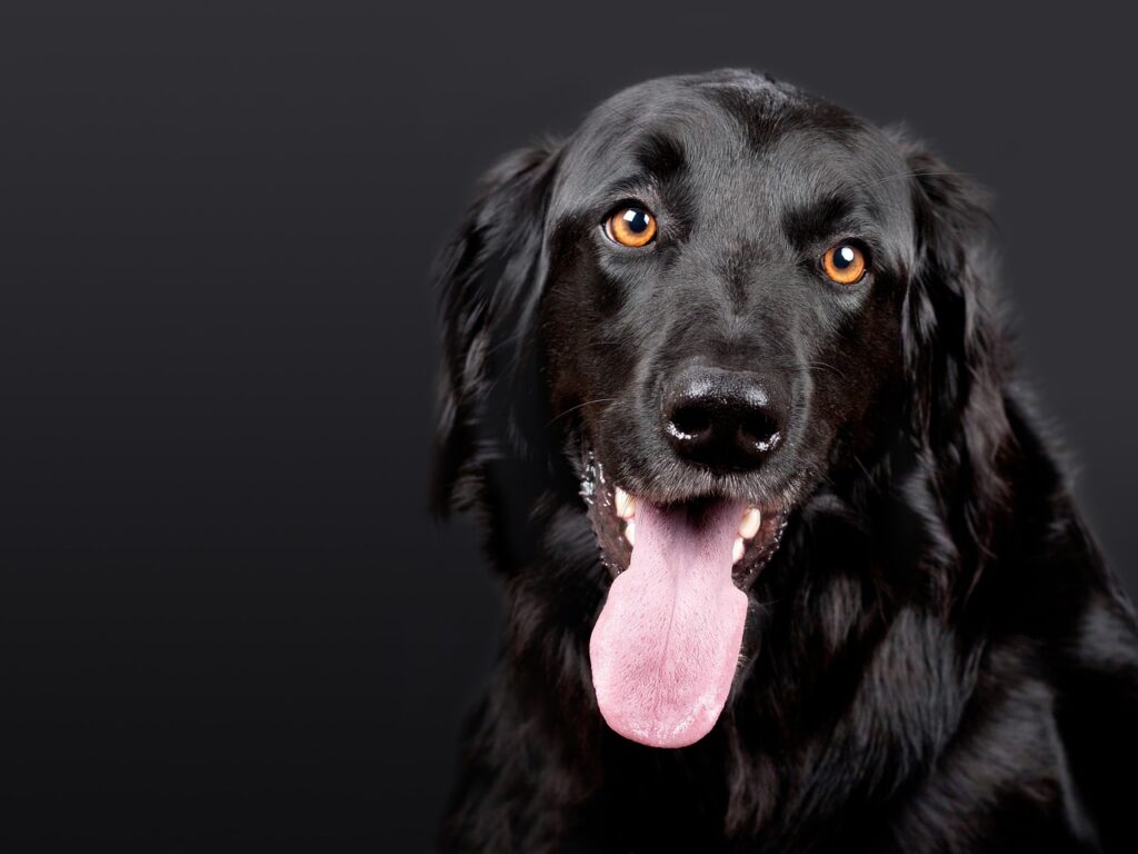 犬の歯磨きに最適なおすすめ商品は？