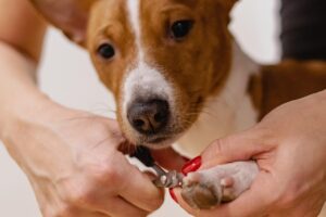 犬の爪切り方法と注意点を知っておくべき理由は？