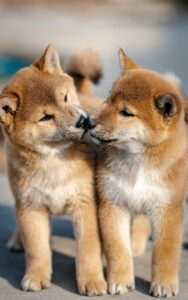 犬の獣医を選ぶ際の重要なポイントは？