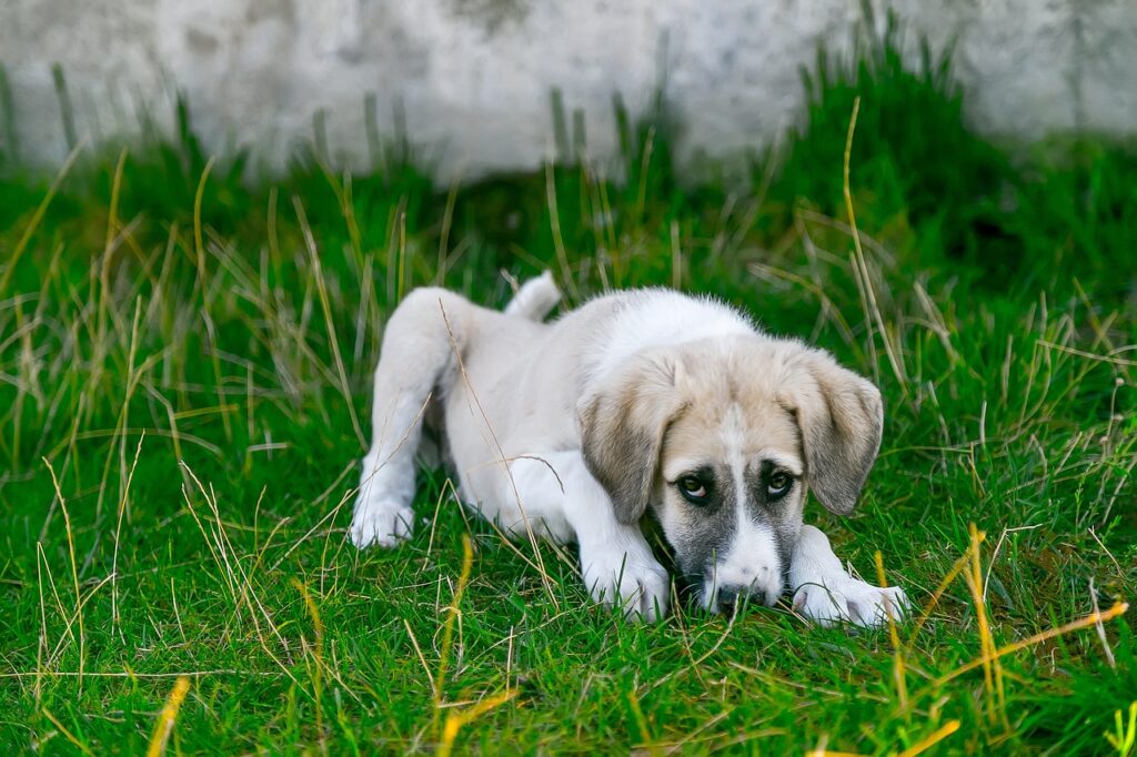 犬の甘噛みを改善するための効果的な方法は？