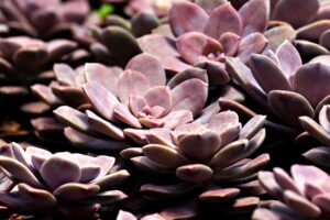 犬の病気支援のためのクラウドファンディングとは？