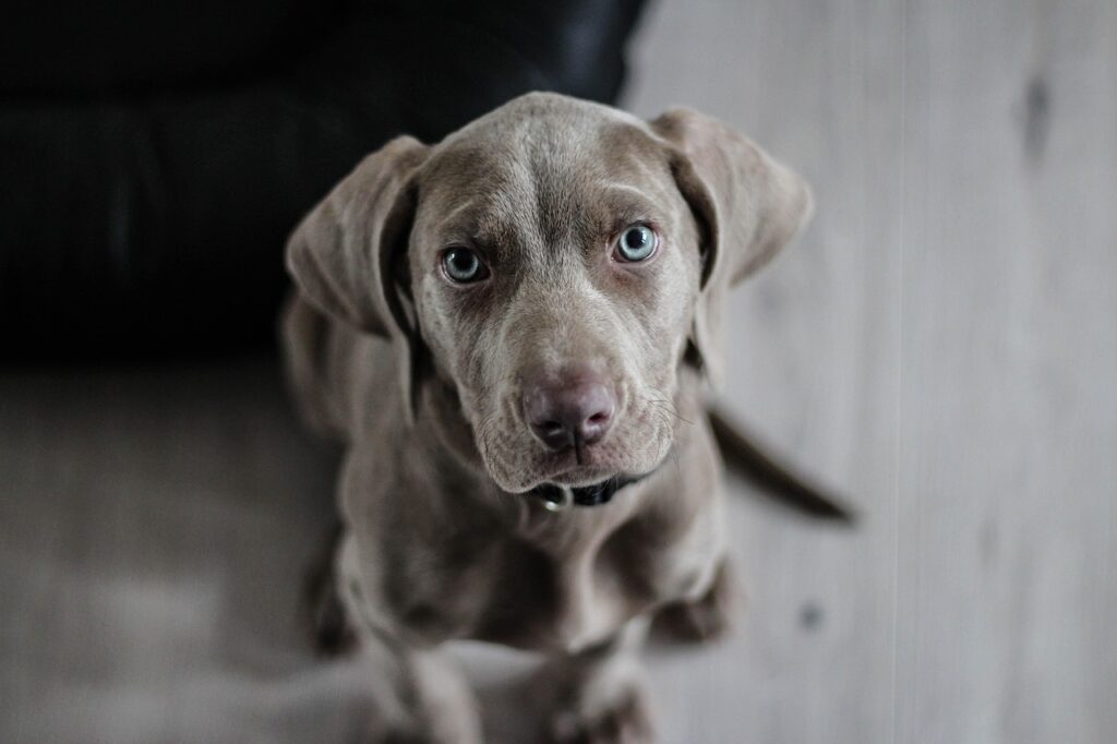 犬の社会化に必要なトレーニング方法とは？子犬編