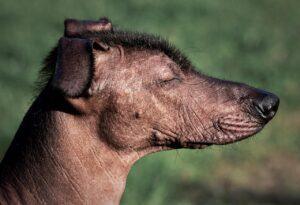 犬シャンプーで選ぶ無添加のおすすめ商品は？