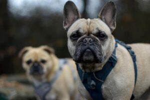 犬保険に加入するタイミングはいつがベスト？