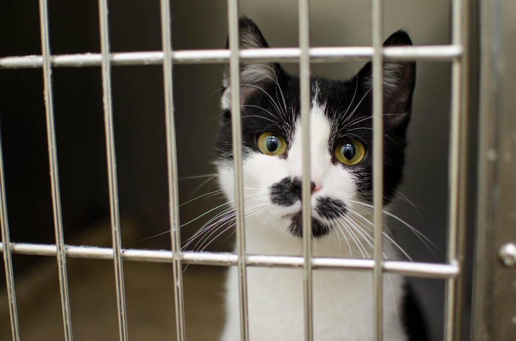 猫が噛むことで考えられる病気の可能性は？