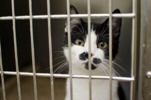 猫が噛むことで考えられる病気の可能性は？