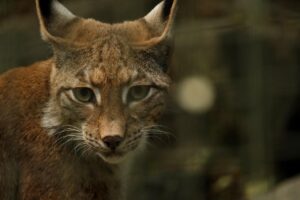 猫と一緒に夏旅行を楽しむ際の危険とは？