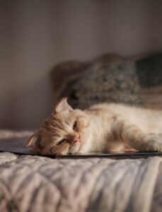 猫の名前で人気のランキングは？