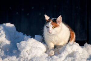 猫の毛玉防止に効果的なフードはどれですか？