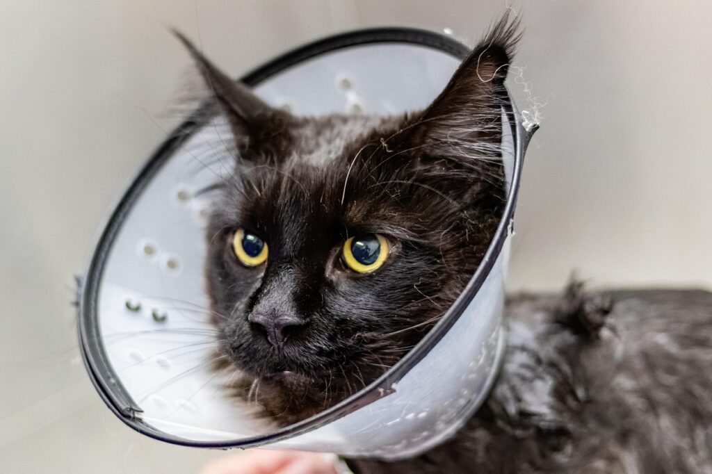 猫の老後ケアに最適な施設はどこですか？