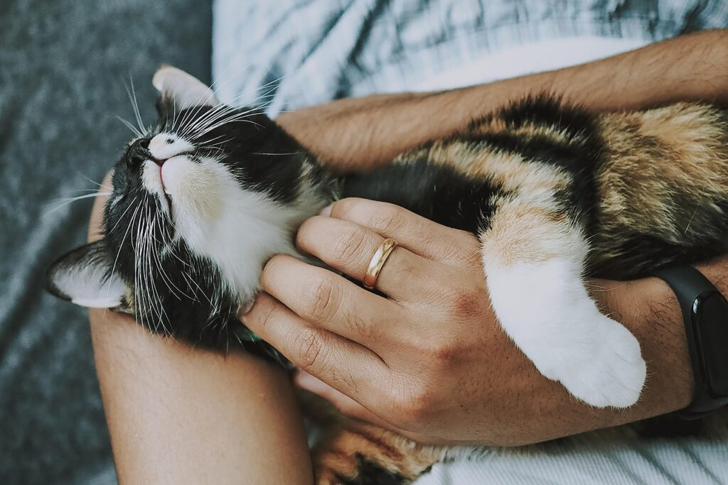 猫の肉球ケアはなぜ必要なのか？