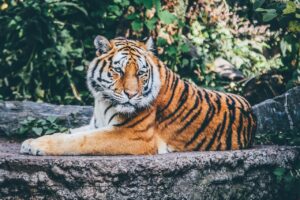 猫の膵炎の症状と予防方法について知っておくべきことは？