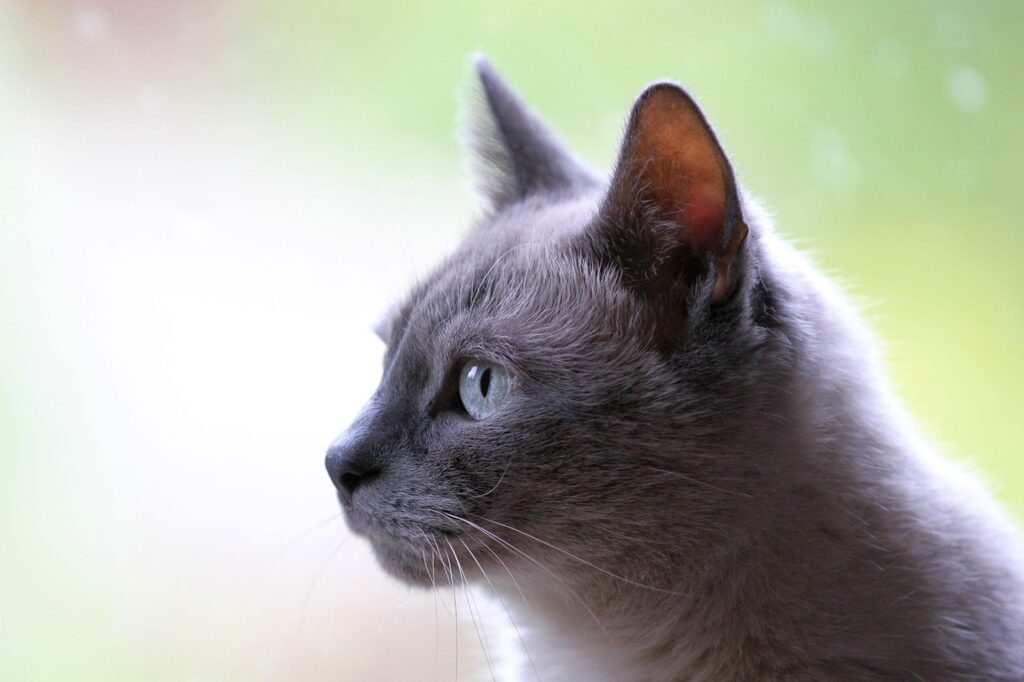猫を飼えない法律の条件とは？
