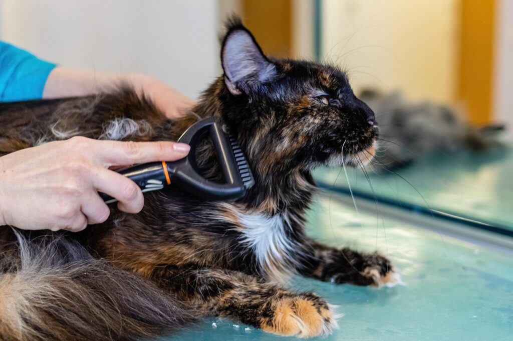 猫トイレのお手入れの頻度はどれくらいが理想？