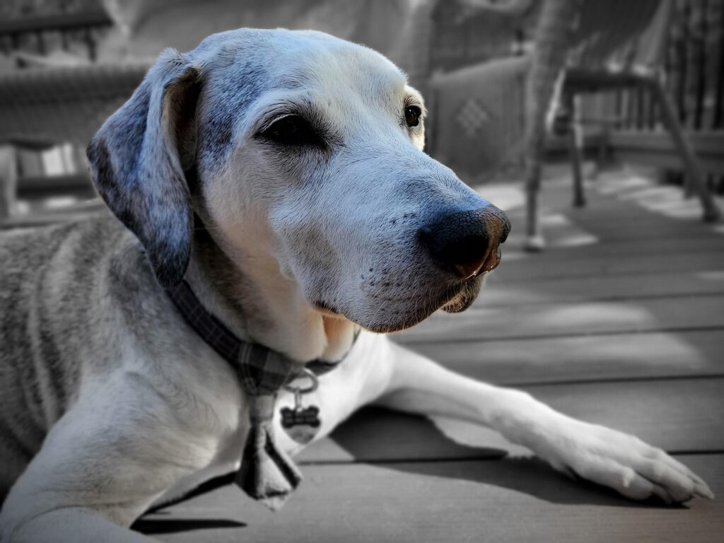 老犬のための施設の料金はどれくらいかかる？