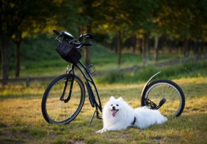 犬が水を飲まない時の対策は？