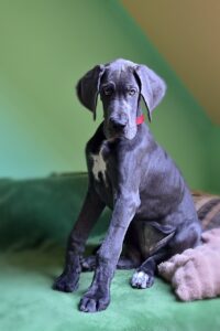 犬のおむつのサイズの選び方は？