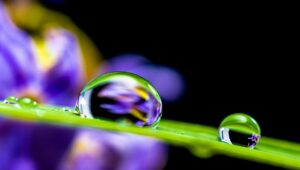 犬の水分量を測る方法とその目安は？