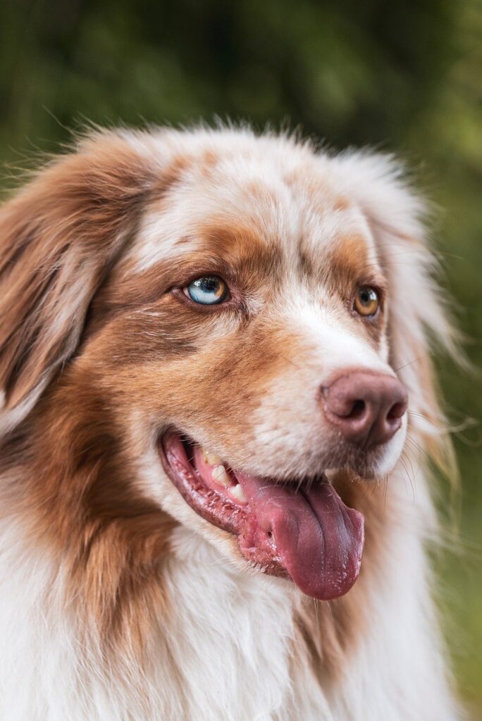 犬の目ヤニが気になる時、考えられる目の病気とは？