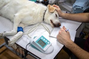 犬の腎臓病治療に最適な食事は何ですか？