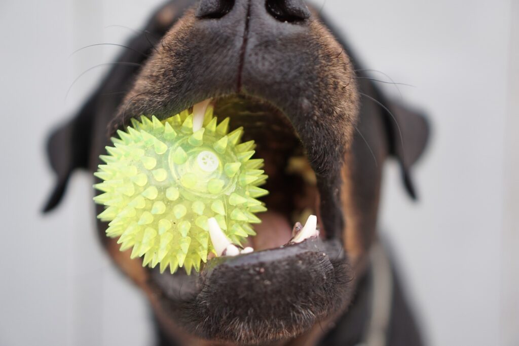 犬の腸内環境を改善するためのおすすめグッズは？