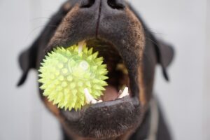 犬の腸内環境を改善するためのおすすめグッズは？