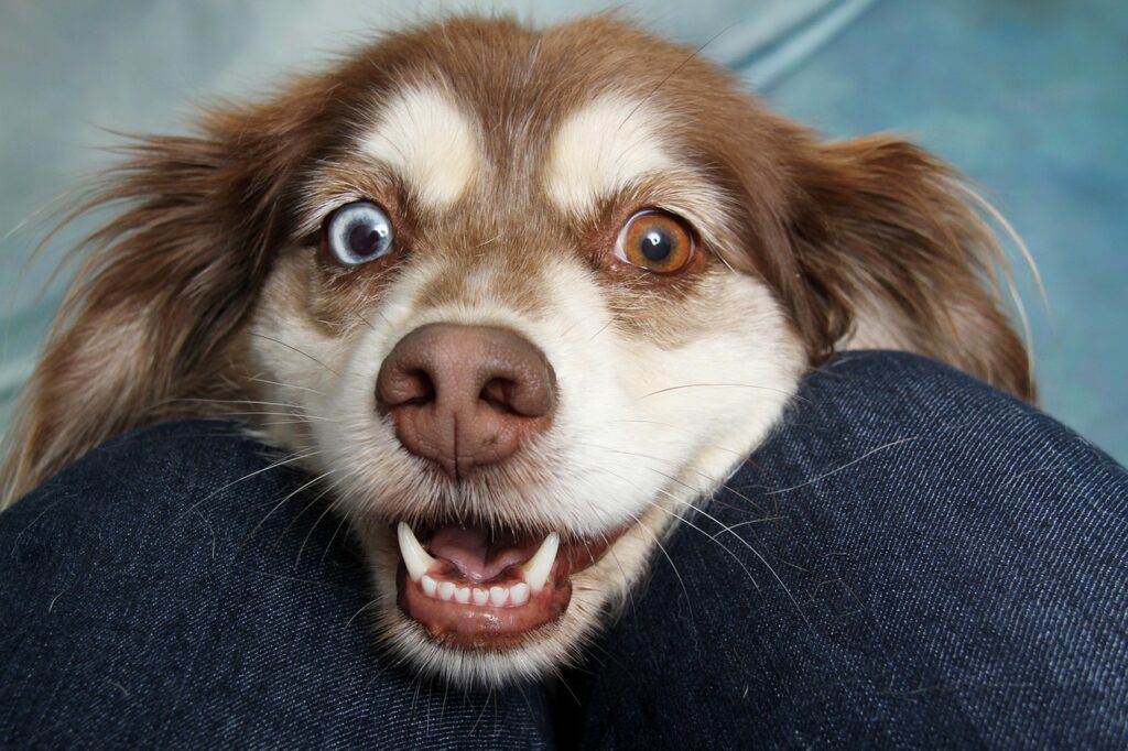 犬の鼻の乾燥対策にはどんな方法がある？