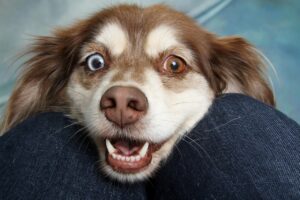 犬の鼻の乾燥対策にはどんな方法がある？