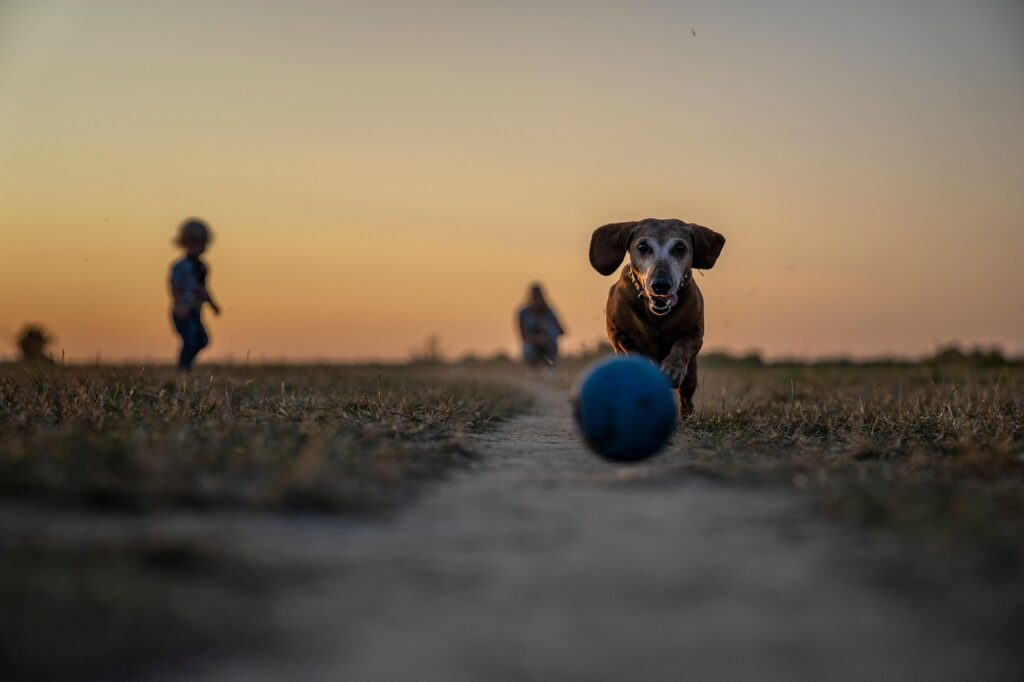 犬保険に長期加入するメリットとは？