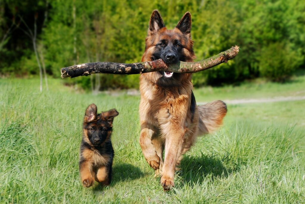 犬保険の更新は年齢によってどう変わる？