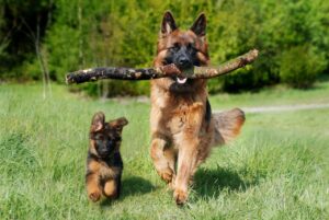 犬保険の更新は年齢によってどう変わる？