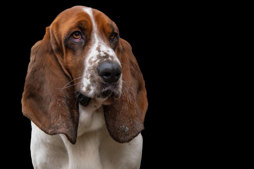 犬保険の無料見積りサイトを利用するメリットは？