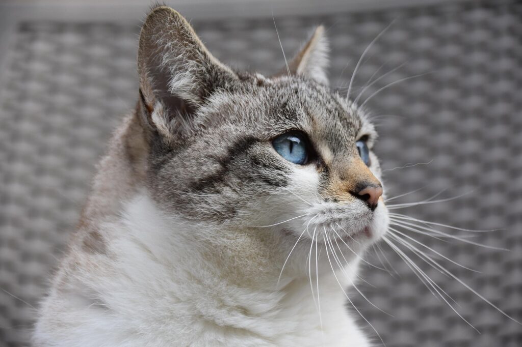 猫のアレルギー対策に効果的なサプリは？
