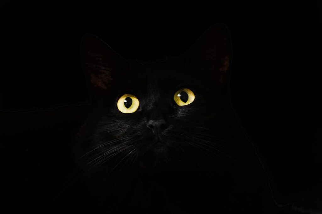 猫のノミとダニ対策におすすめの薬比較は？