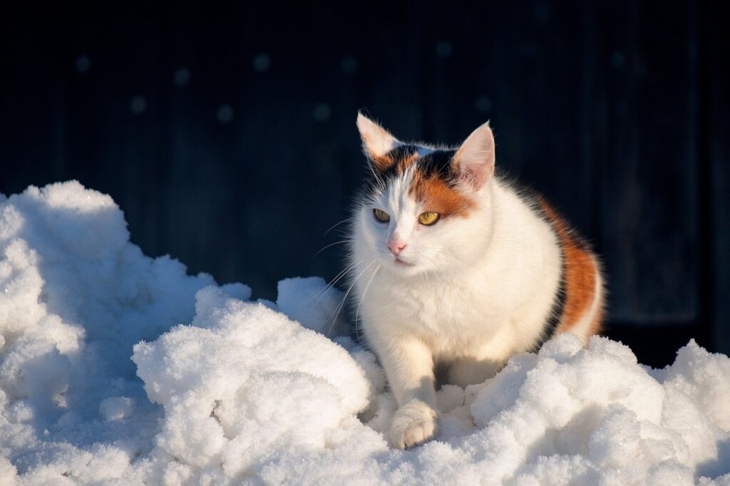 猫の毛玉対策にはどんな方法が効果的？