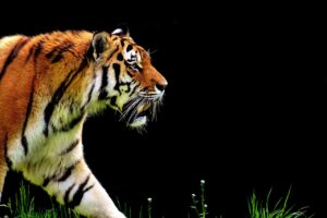 猫の熱中症を予防するための効果的な方法は？