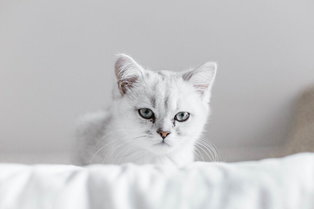 子猫の下痢の原因は何ですか？