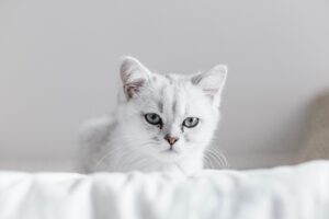子猫の下痢の原因は何ですか？