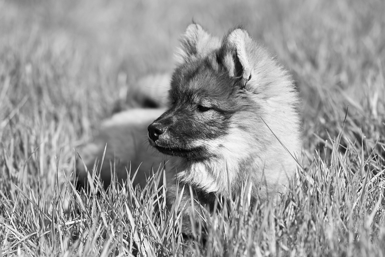 犬とのおでかけに必要なグッズをどう用意すればいい？