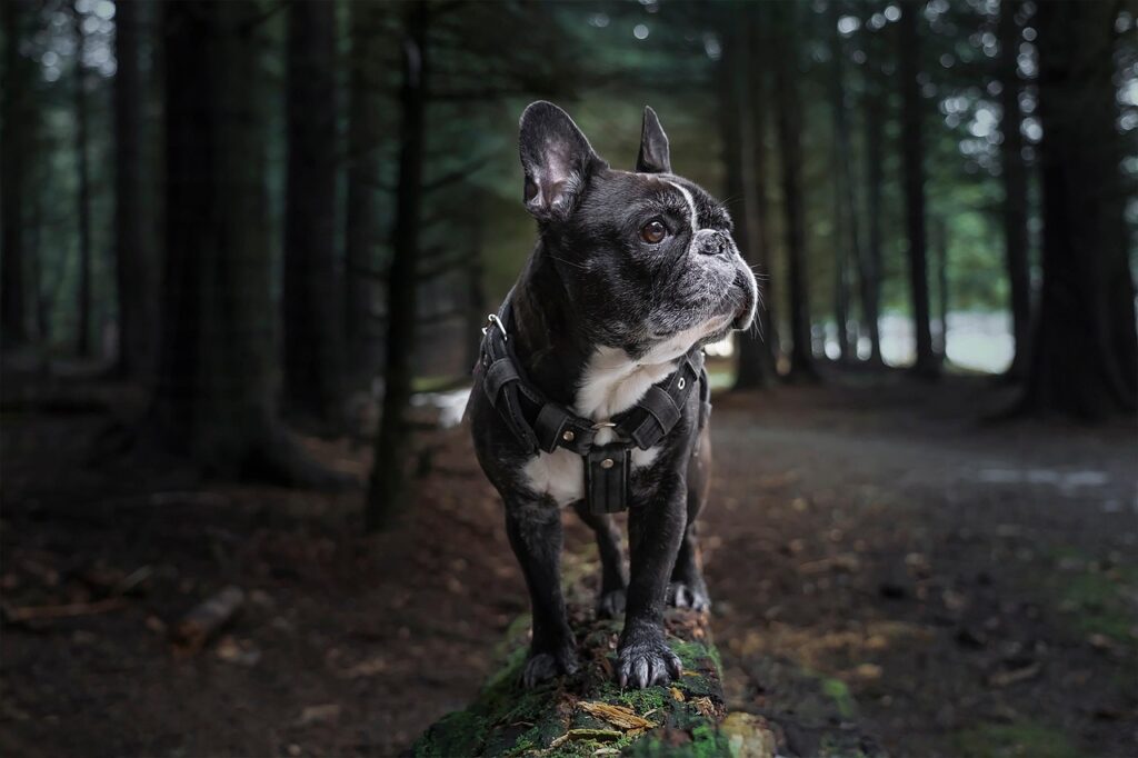 犬のハーネスおすすめメーカーはどこですか？