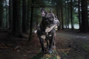 犬のハーネスおすすめメーカーはどこですか？