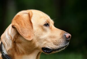 犬の介護における食事介助の方法とは？