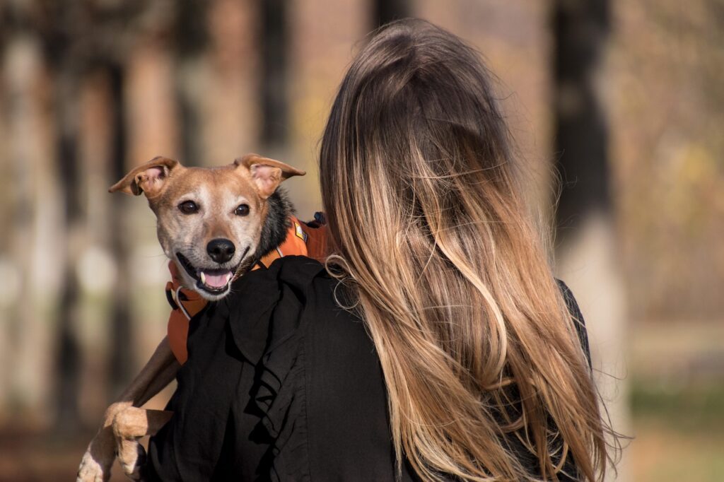犬の歩行補助に最適なハーネスはどれですか？