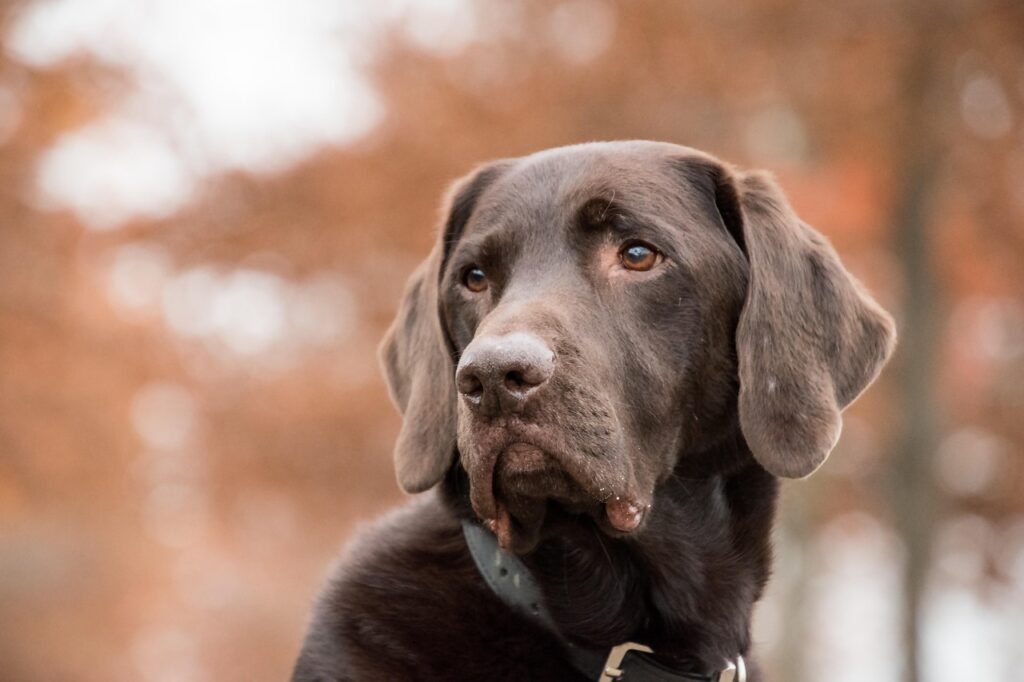犬の首輪に迷子札をつける正しいつけ方は？